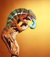 Are Hornworms healthy for chameleons?