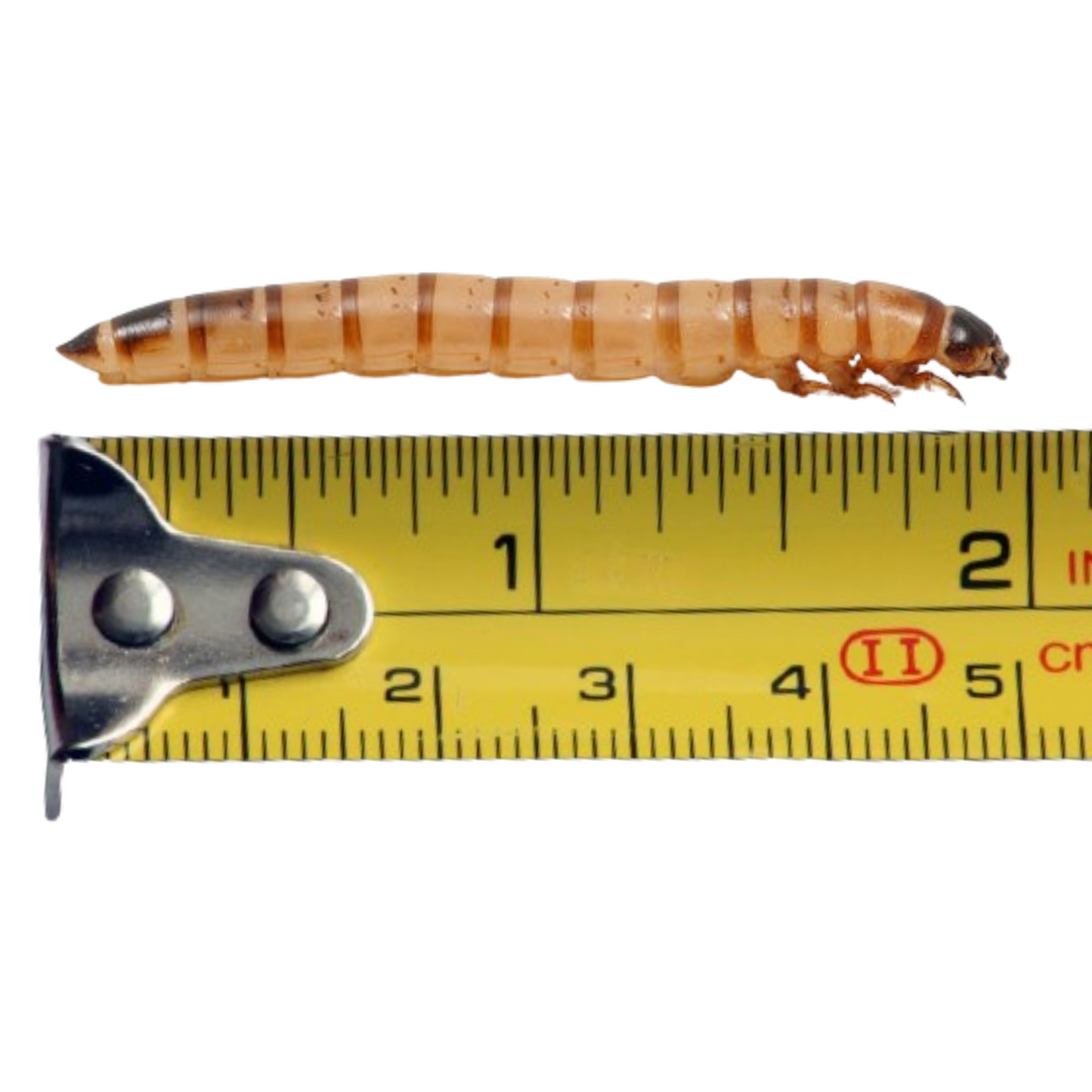 Superworms (Show)