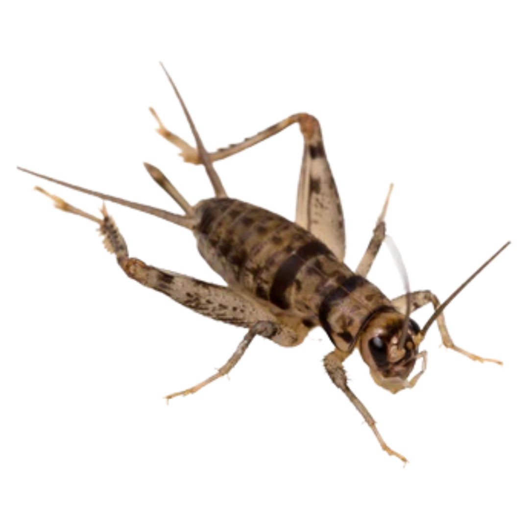 Banded Crickets (Show)