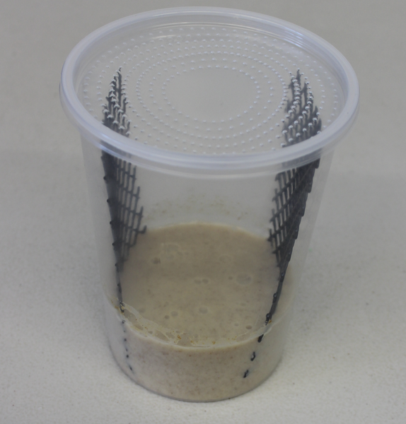 Hornworm cups food only (trade show)