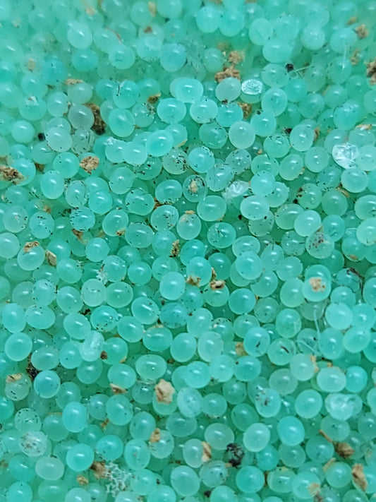 Hornworm Eggs For Sale