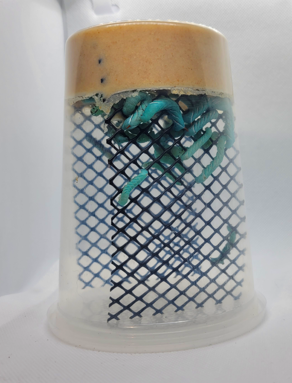Top 10 Commonly Asked Questions About Hornworms: Your Ultimate Guide