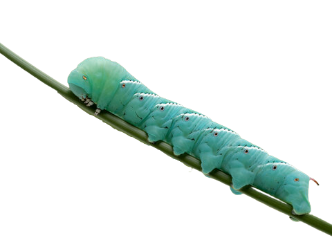 How to Incorporate Hornworms into Your Reptile's Varied Diet: Tips and Tricks for Optimal Nutrition