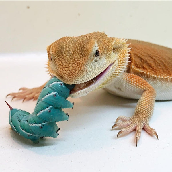 Why Pet Shops Need to Sell Hornworms?