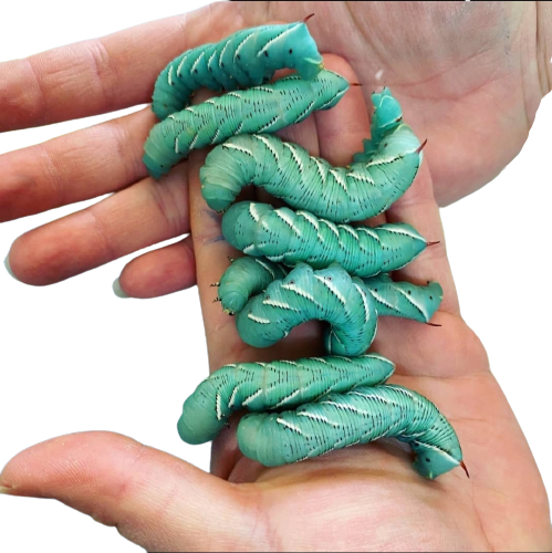 Top 5 Reptile Species That Love Hornworms: Expanding Your Pet Store's Target Audience