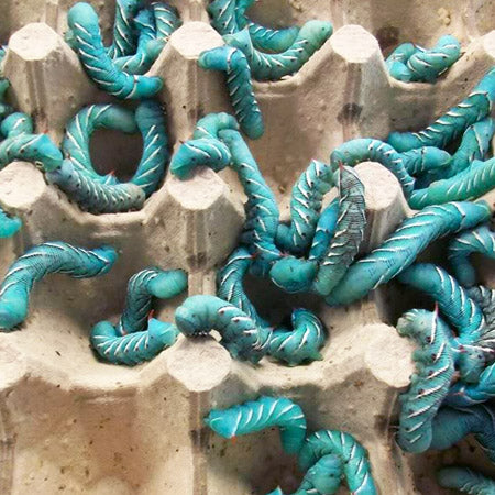 How To Breed Hornworms