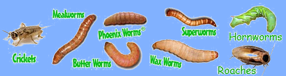 Hornworms vs. Other Feeder Insects: Comparing Nutritional Value and Benefits for Reptiles