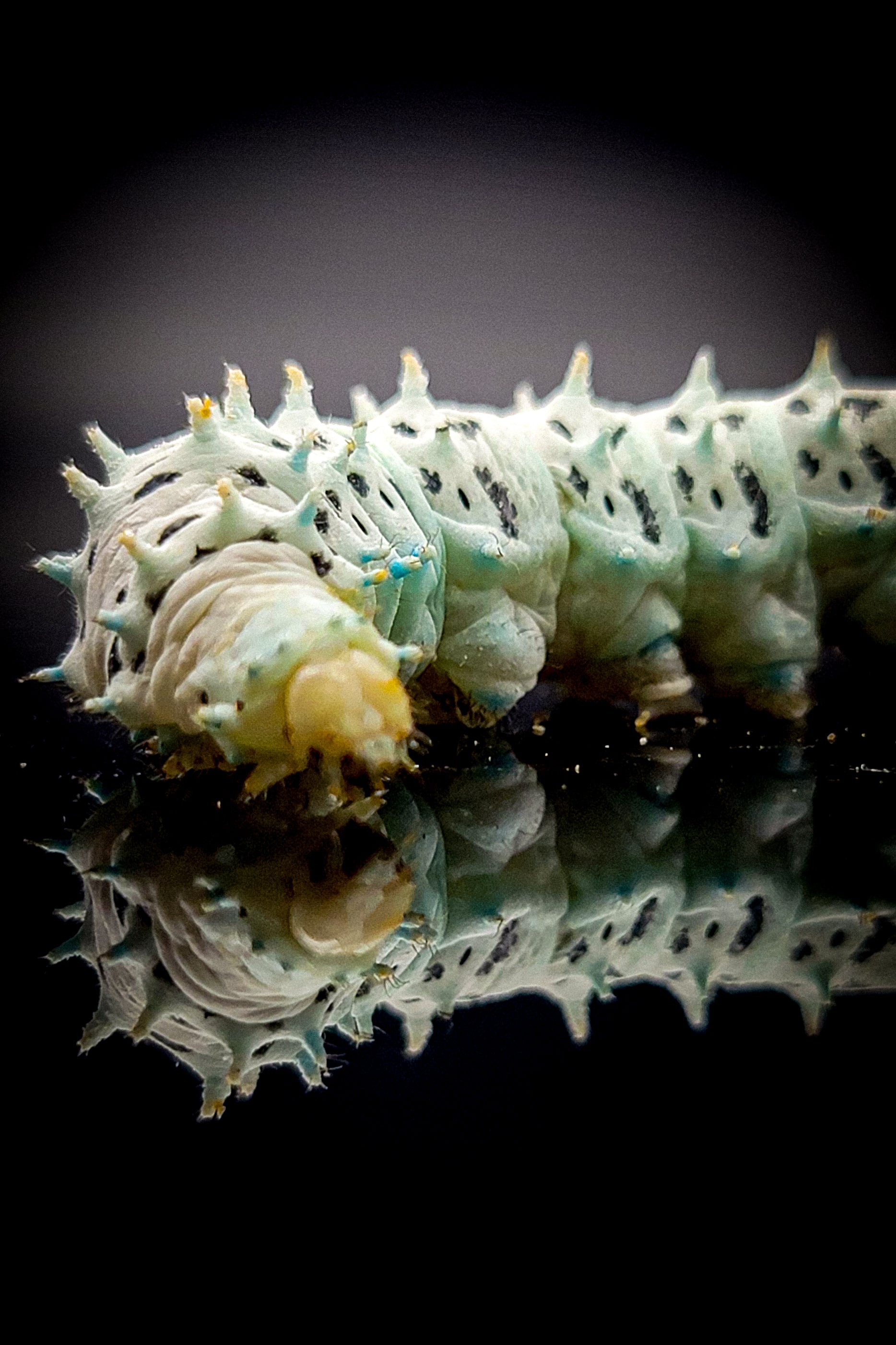 A Complete Guide to the Amazing Life Cycle of Banded Crickets