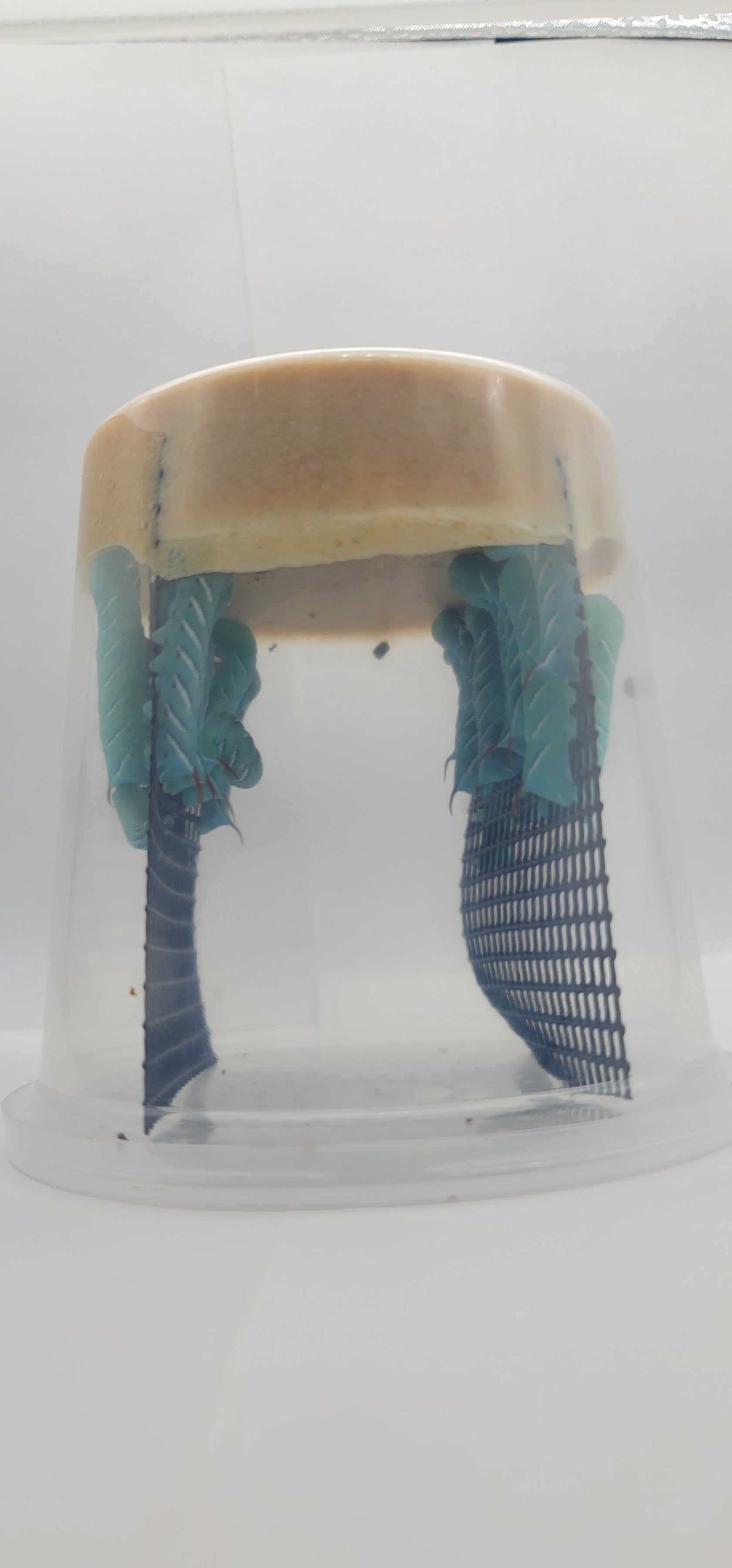 Bulk Hornworms For Sale Pioneer Feeders