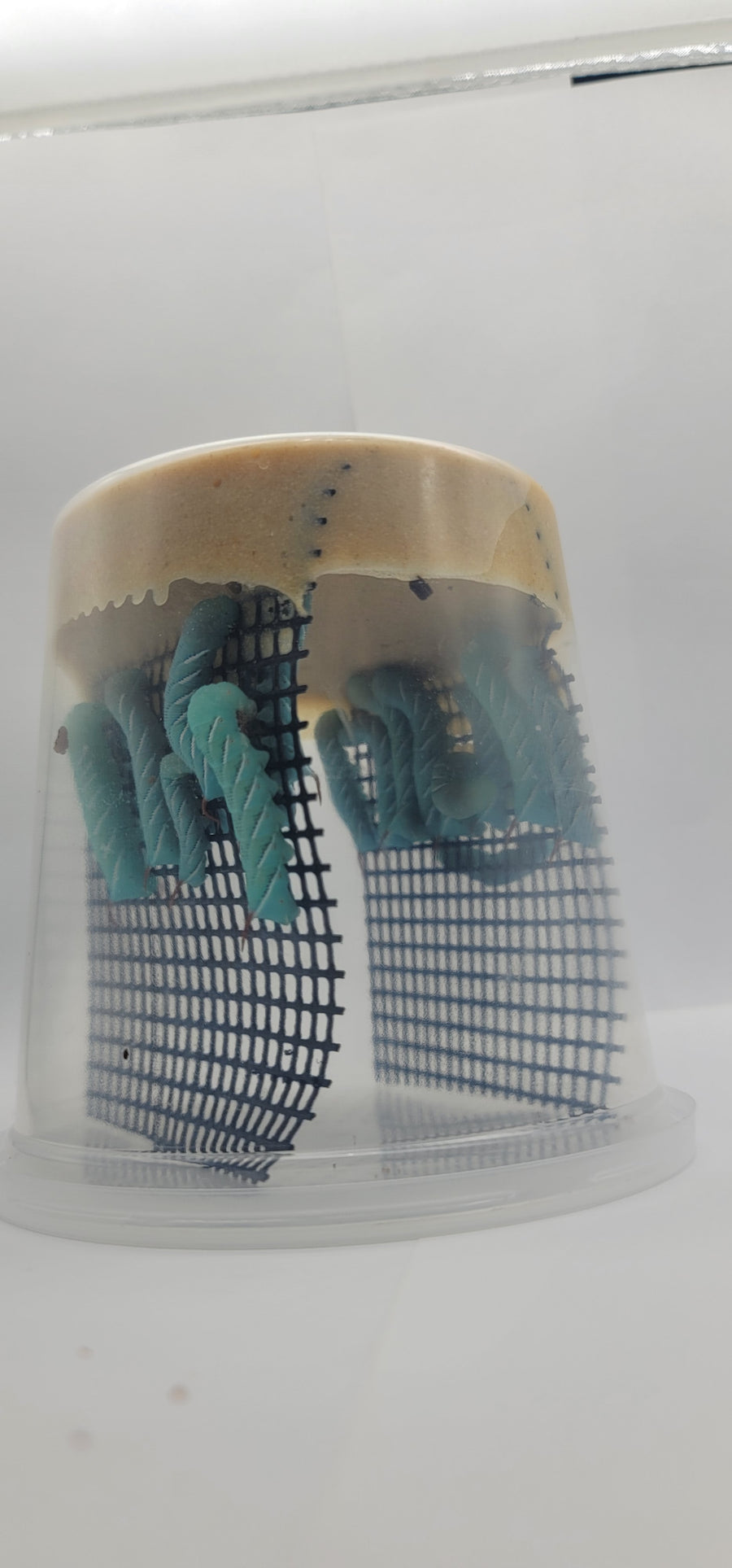 Hornworms — image 12