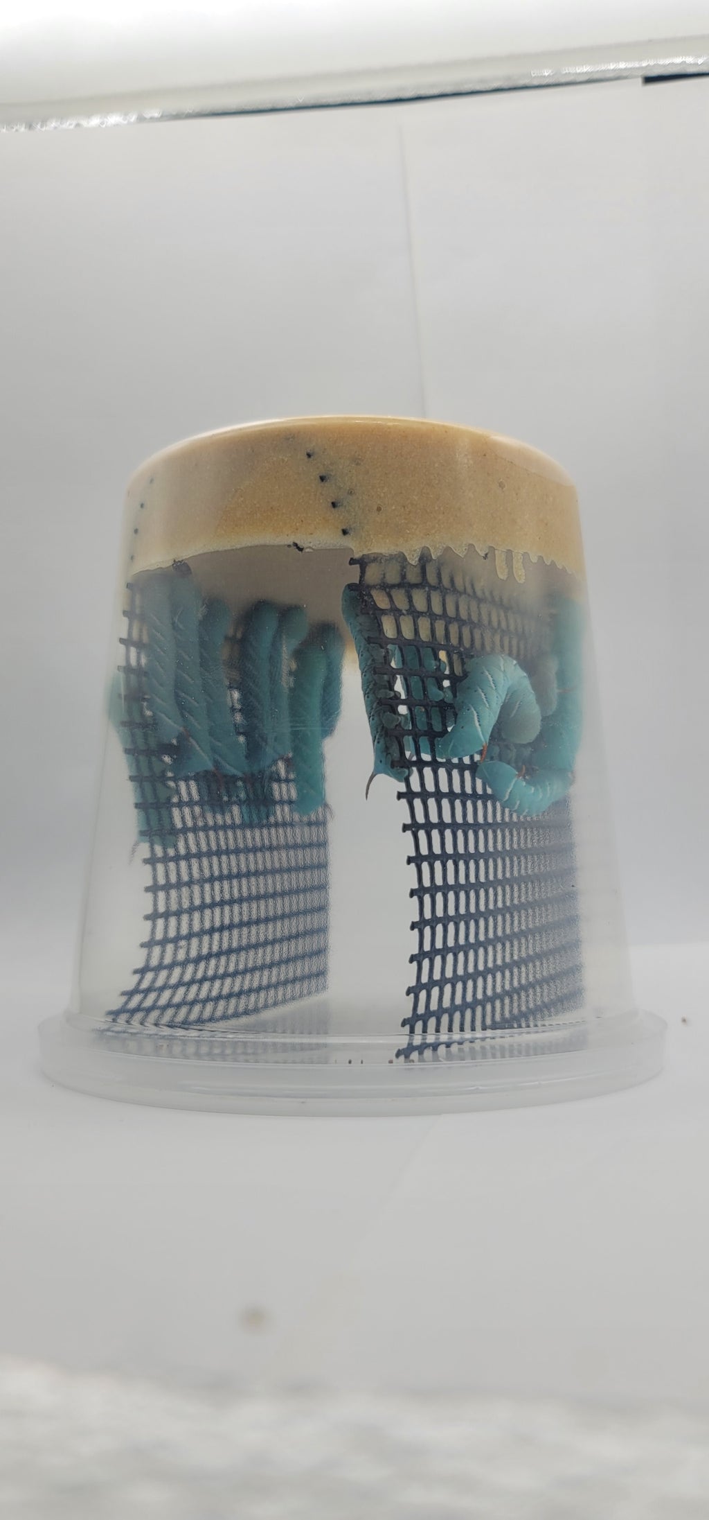 Hornworms
