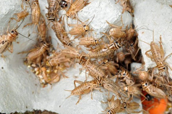 Feeder Crickets - Underground Reptiles