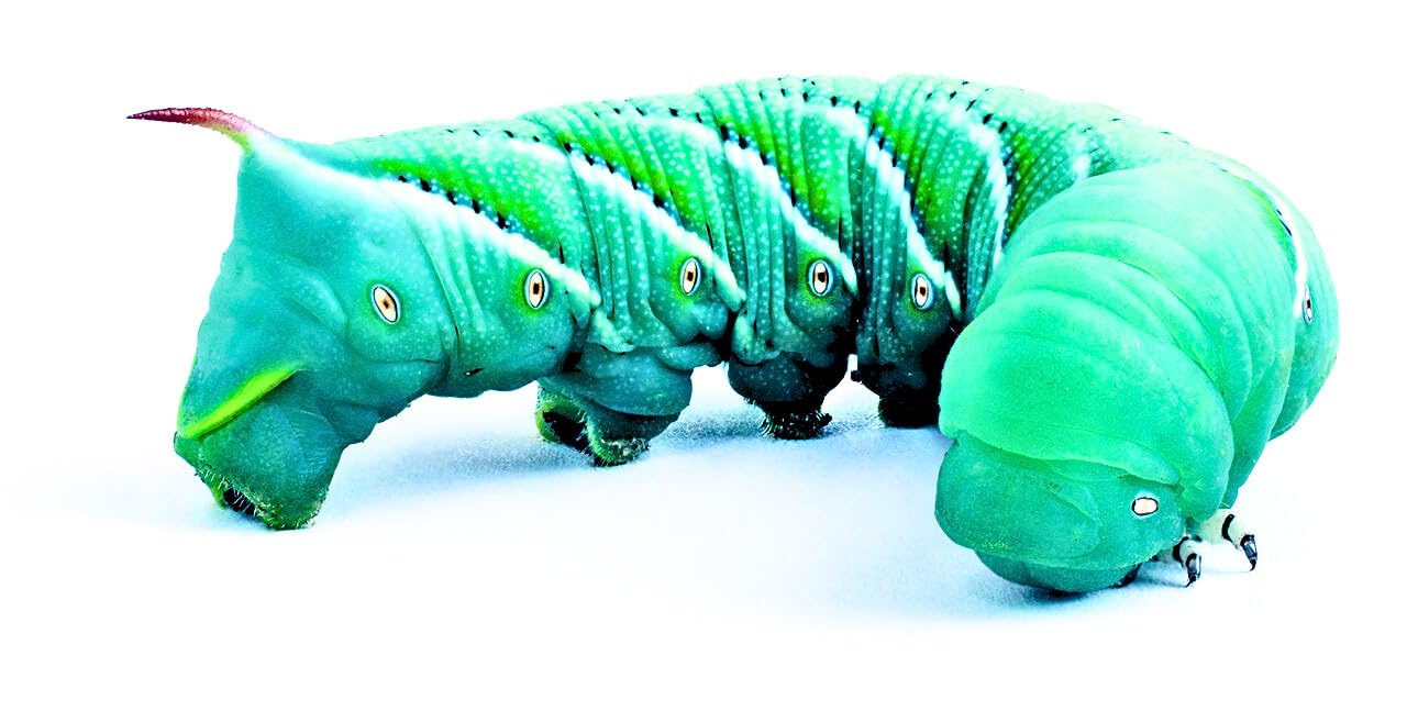 Hornworms aka Goliath Worms- 1/2" to 3/4"- 25/Cup for Reptile, Birds, Chickens, Fish Food