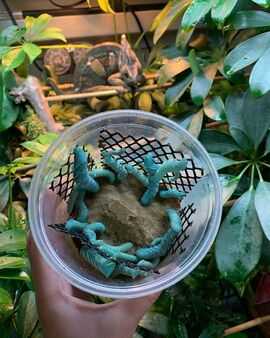 Hornworms For Reptiles subscriptions service