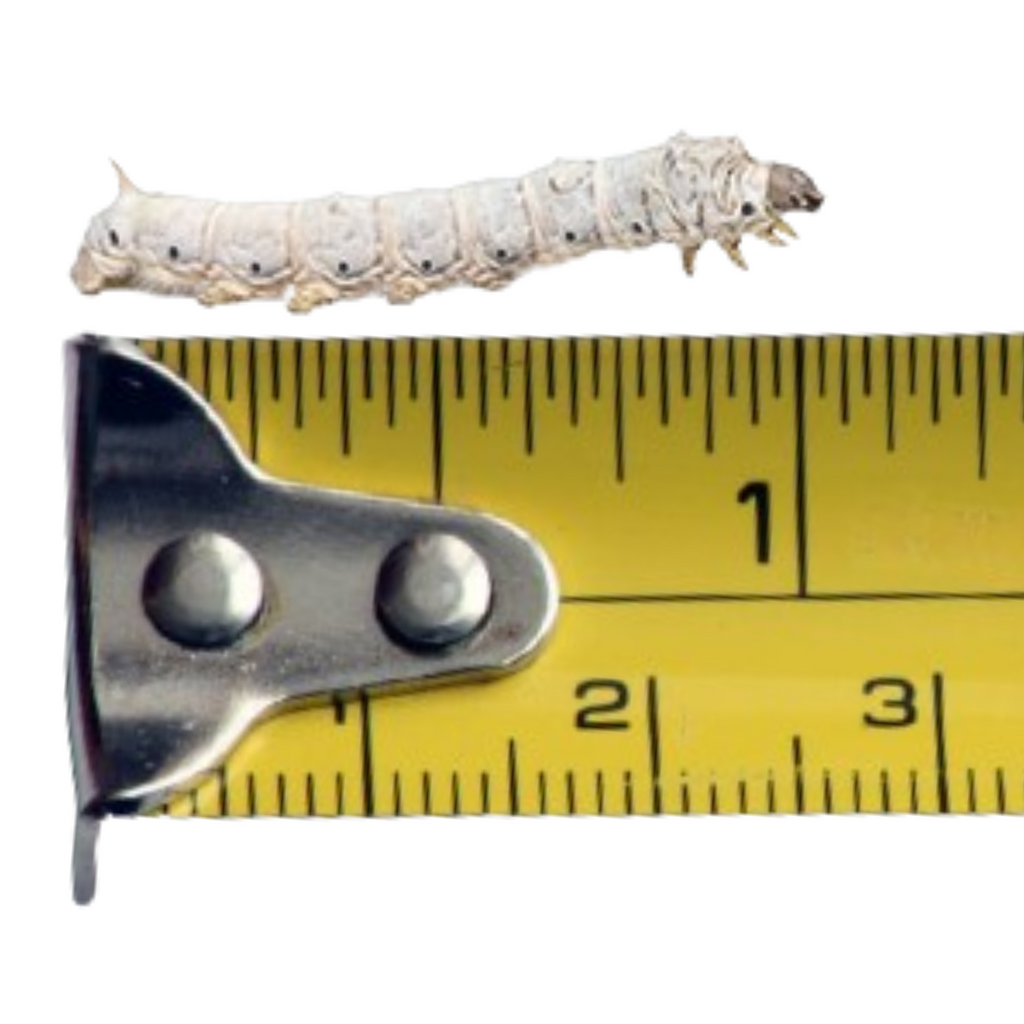 Silkworms
