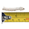 Silkworms — image 1