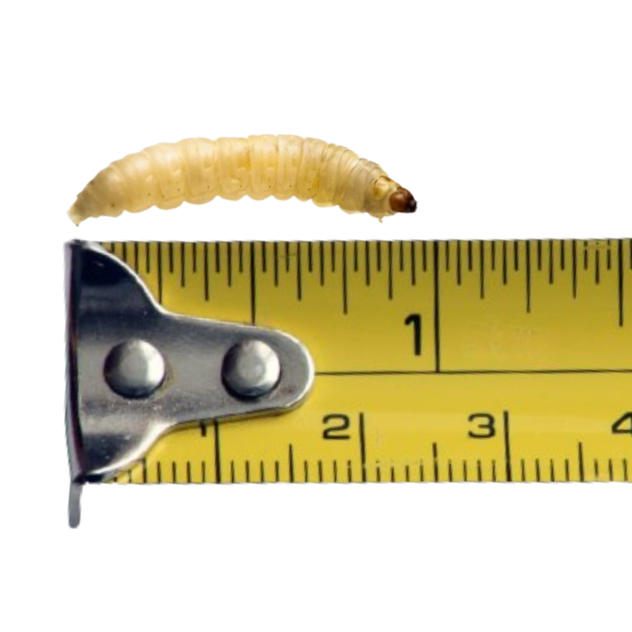 Waxworms (Wholesale)