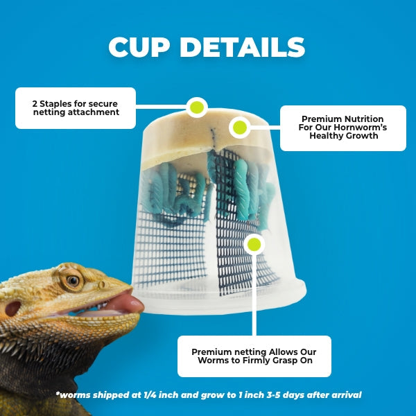 Hornworms  (Free Shipping)