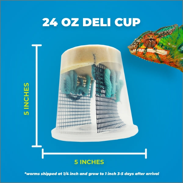 Deli Cups for sale at  to ship your reptiles