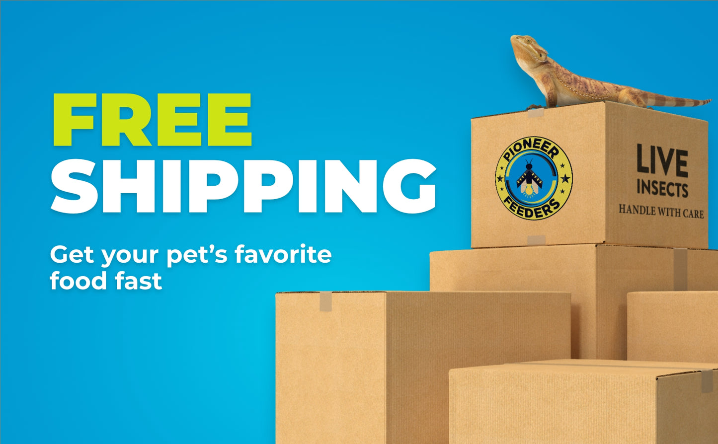 Hornworms  (Free Shipping)