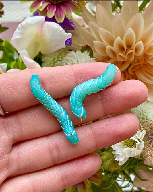 Hornworms  (Free Shipping)