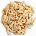 Waxworms