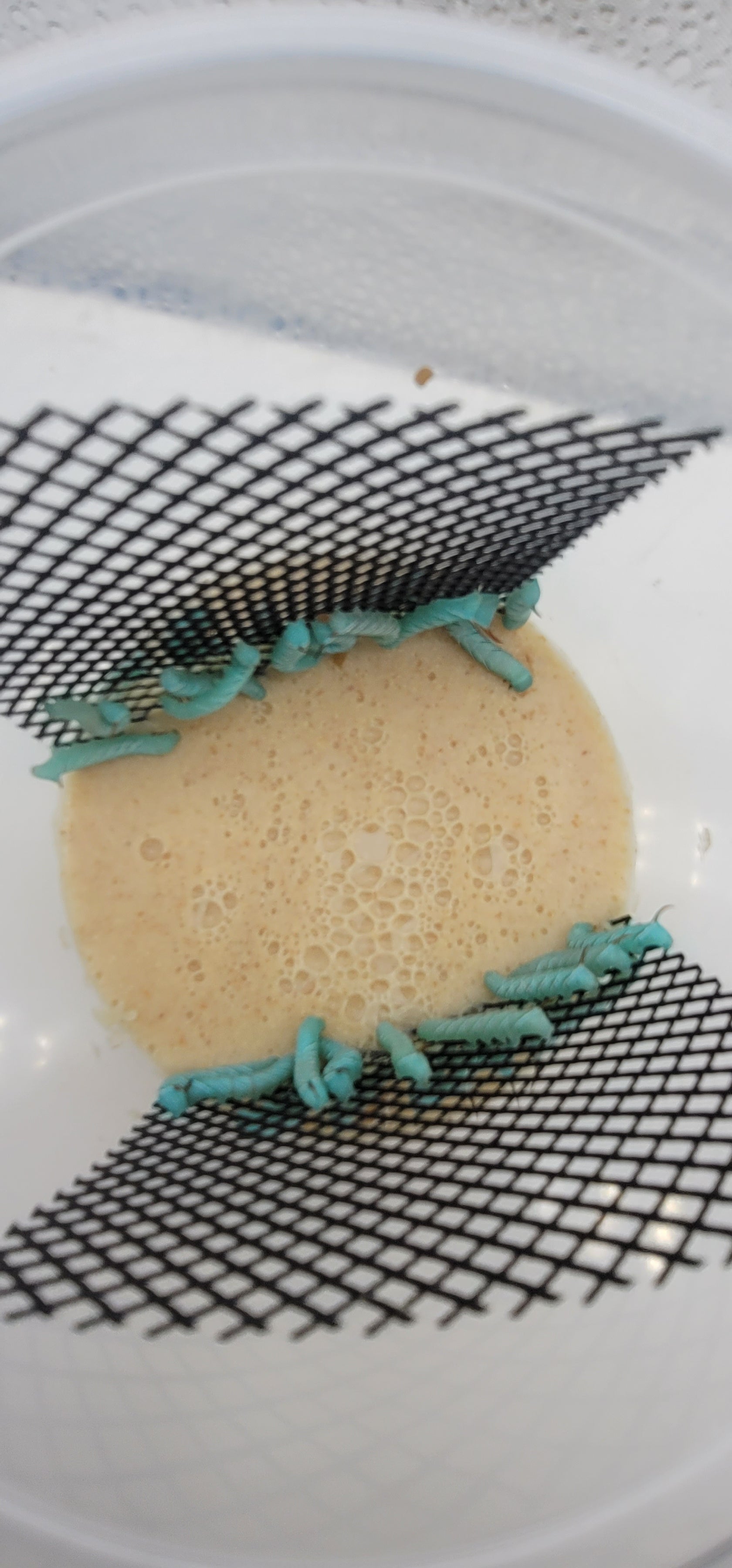 Bulk Hornworms For Sale Pioneer Feeders