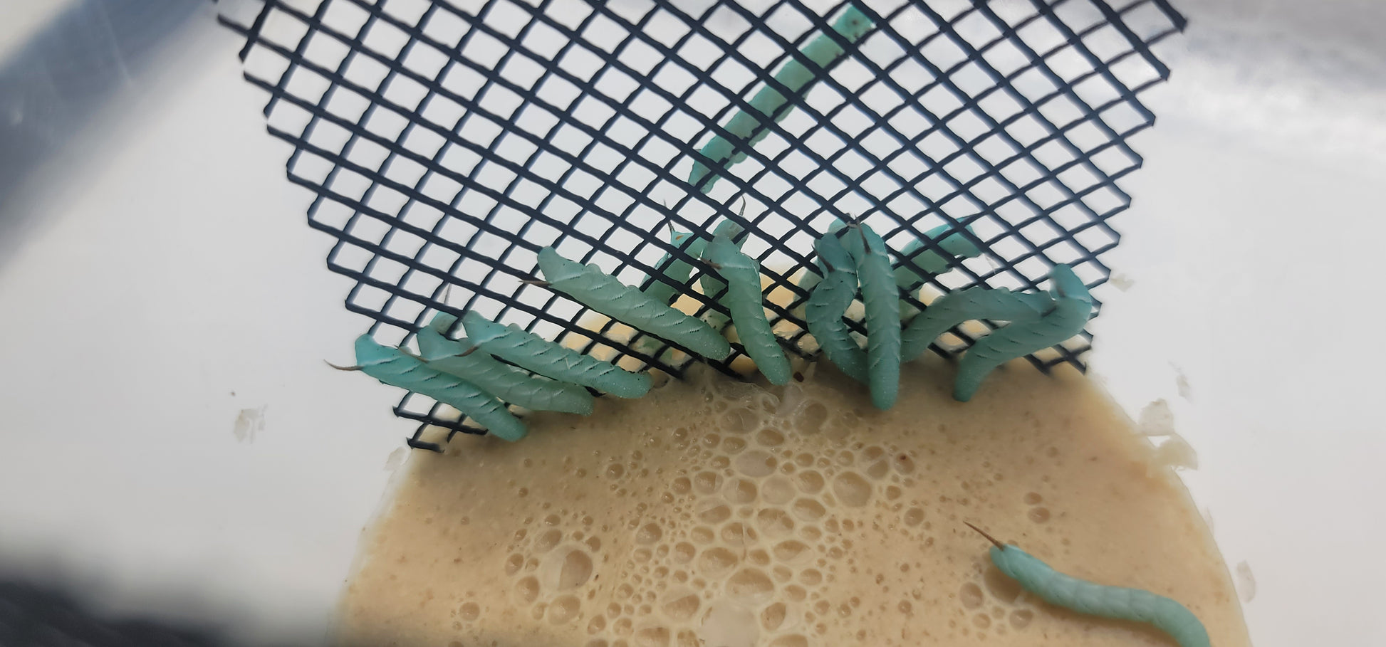 Hornworms