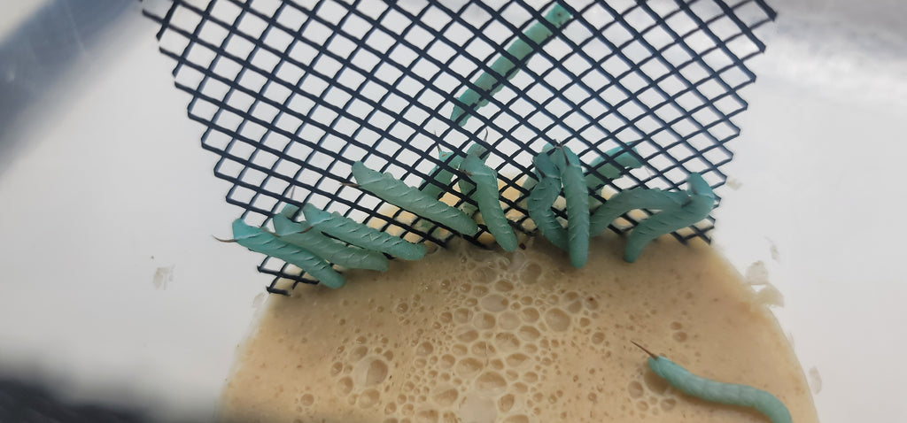 Hornworms
