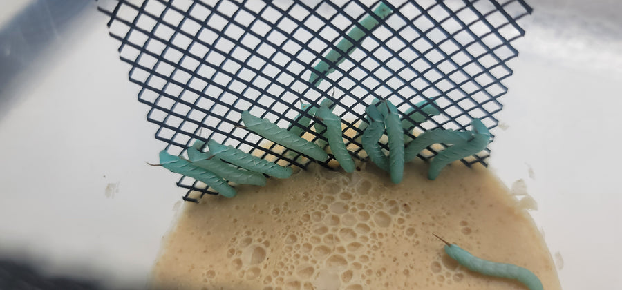 Hornworms — image 11