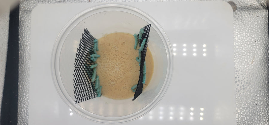 Hornworms — image 10