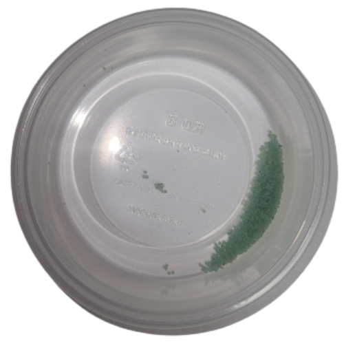 Hornworm Eggs