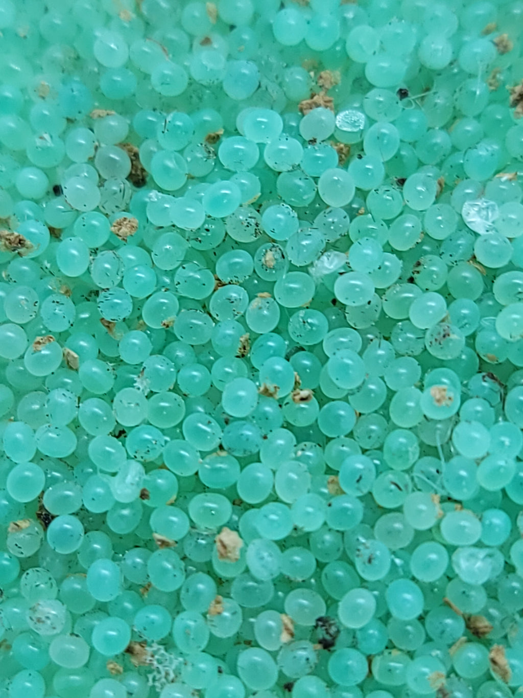 Hornworm Eggs