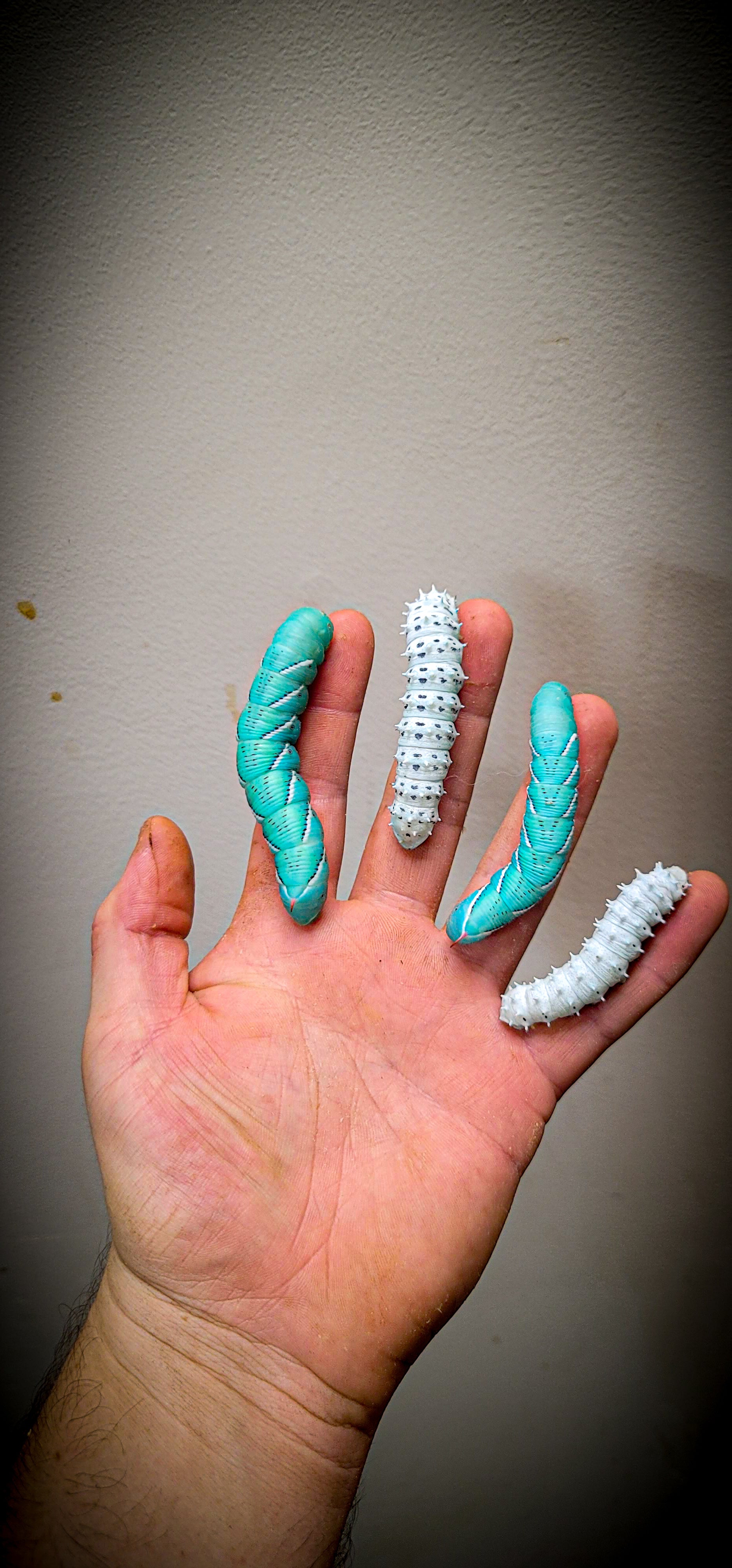 Goth Wormz Silkworms In Hand