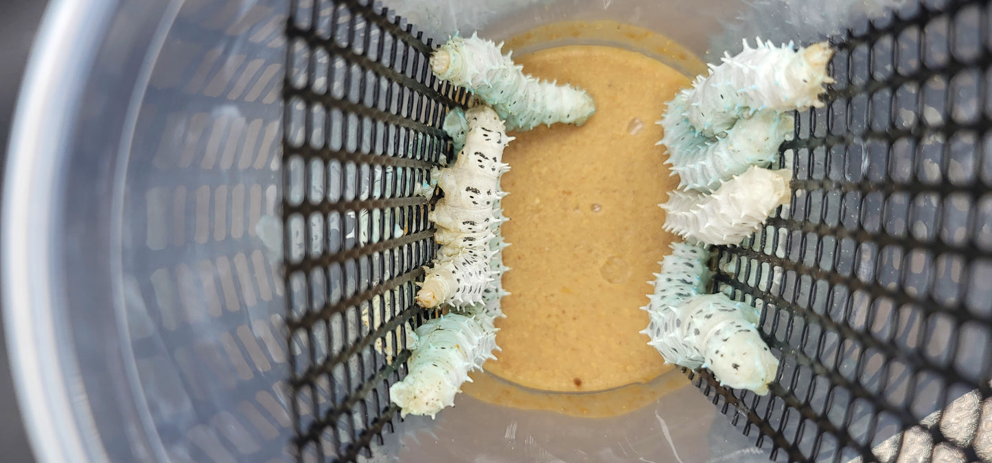 Goth Wormz In A Hornworm Cup