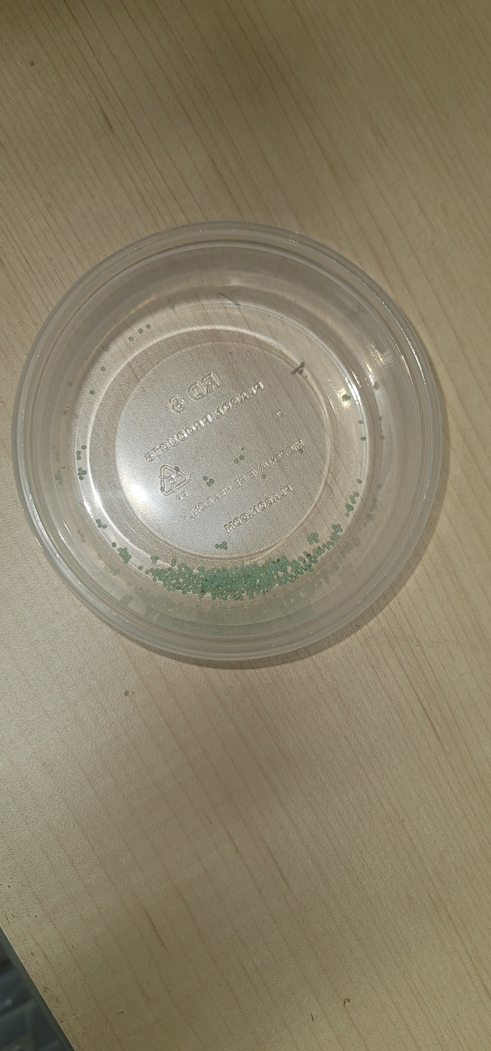 Hornworm Eggs
