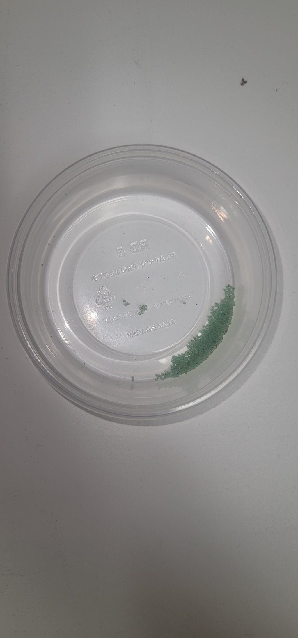 Hornworm Eggs
