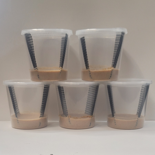 Hornworm Food Cups (No Worms)