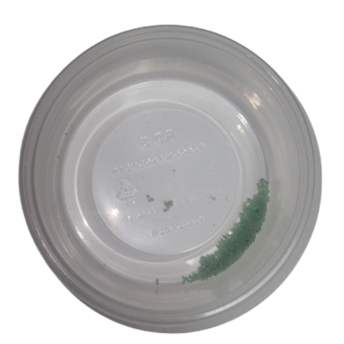 Hornworm Eggs