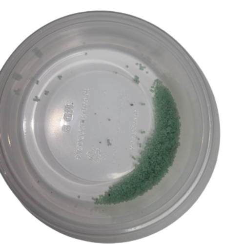 Hornworm Eggs