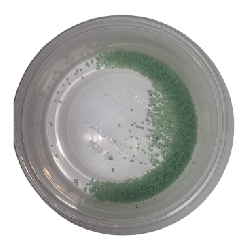 Hornworm Eggs