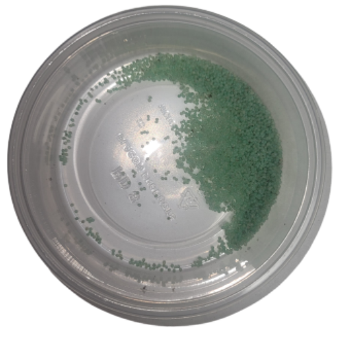 Hornworm Eggs