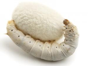 Silkworms cups for sale