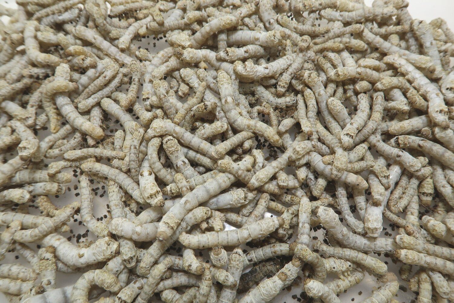 Silkworms For Reptiles
